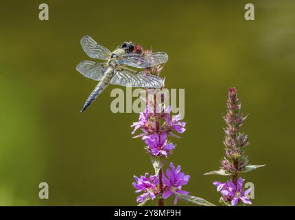 Macro of a four-spotted chaser dragnonfly on a flower Stock Photo