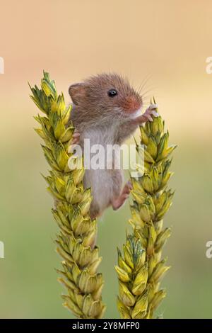 Récolter la souris (Micromys minitus) sur des épis de blé Banque D'Images