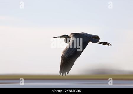 Héron des marais des prairies de la Saskatchewan, Canada en vol panoramique Banque D'Images