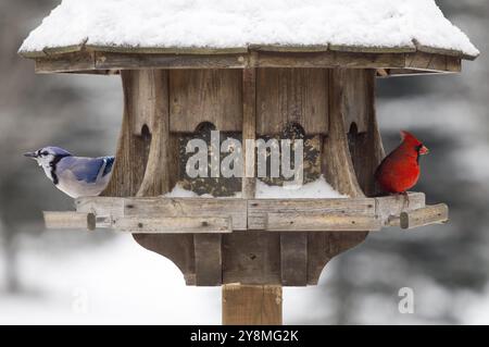 Le Cardinal rouge et le Geai bleu du convoyeur au Canada Banque D'Images