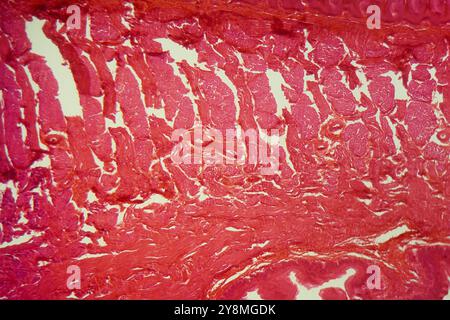 Une section à travers différentes cellules de la langue sous le microscope Banque D'Images