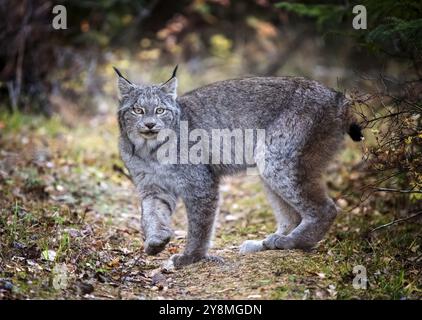 Lynx dans le parc national du Mont-Riding sauvage du Canada Banque D'Images