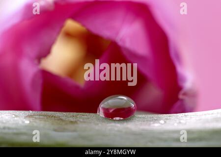 Tulipe rose Macro close-up studio lumière naturelle chute Banque D'Images