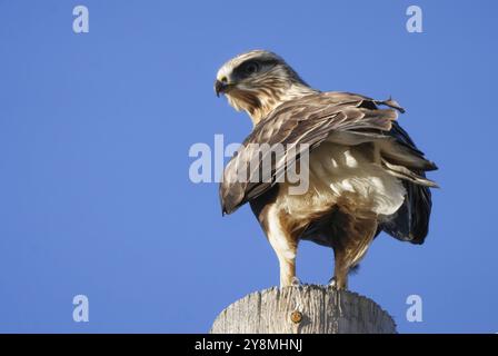 Rough legged Hawk en hiver Saskatchewan Canada Banque D'Images