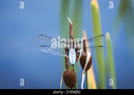 Macro d'un chasseur masculin à corps large dragonflyon une ruée Banque D'Images