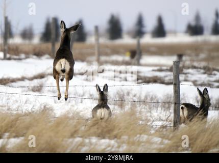 Cerf en hiver en Saskatchewan Canada scène rurale Banque D'Images