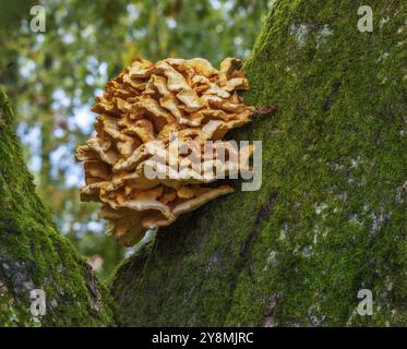 Gros plan d'un champignon d'arbre sur un énorme chêne Banque D'Images