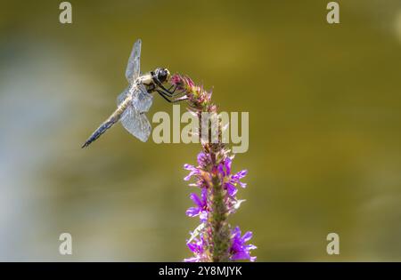 Macro of a four-spotted chaser dragnonfly on a flower Stock Photo