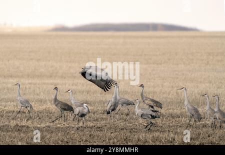 Grues du Canada des Prairies en vol et en danse d'accouplement Banque D'Images