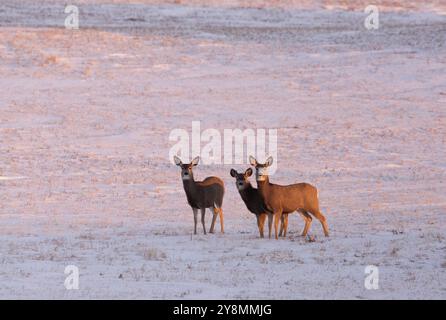 Les cerfs en hiver en Saskatchewan Canada scenic Banque D'Images