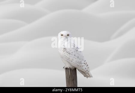 On Snowy Owl en hiver Canada Banque D'Images