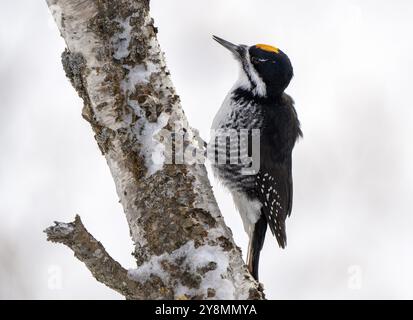 Pic dans l'arbre en hiver Saskatchewan Canada Banque D'Images