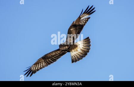 Rough legged Hawk en hiver Saskatchewan Canada Banque D'Images