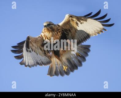 Rough legged Hawk en hiver Saskatchewan Canada Banque D'Images