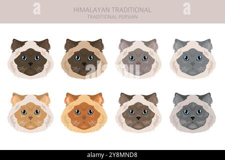 Clipart de chat persan de l'Himalaya. Type traditionnel. Toutes les couleurs de manteau sont définies. Infographie des caractéristiques de toutes les races de chats. Illustration vectorielle Illustration de Vecteur