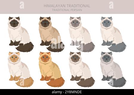 Clipart de chat persan de l'Himalaya. Type traditionnel. Toutes les couleurs de manteau sont définies. Infographie des caractéristiques de toutes les races de chats. Illustration vectorielle Illustration de Vecteur