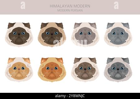 Clipart de chat persan de l'Himalaya. Type moderne. Toutes les couleurs de manteau sont définies. Infographie des caractéristiques de toutes les races de chats. Illustration vectorielle Illustration de Vecteur