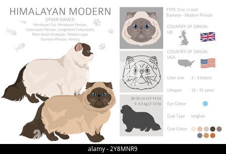 Clipart de chat persan de l'Himalaya. Type moderne. Toutes les couleurs de manteau sont définies. Infographie des caractéristiques de toutes les races de chats. Illustration vectorielle Illustration de Vecteur