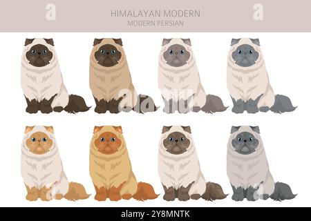 Clipart de chat persan de l'Himalaya. Type moderne. Toutes les couleurs de manteau sont définies. Infographie des caractéristiques de toutes les races de chats. Illustration vectorielle Illustration de Vecteur