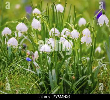 De belles fleurs de printemps fleurs snwoflake Banque D'Images