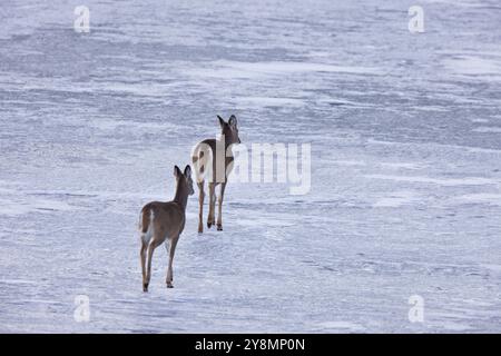 Doe cerfs marchant sur la glace en Alberta Canada Banque D'Images