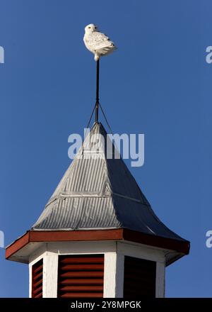 Grange sur Snowy Owl raptor de chasse en Saskatchewan Canada Banque D'Images