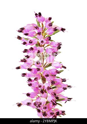 Macro de fleurs d'une bruyère à floraison hivernale (erica carnea) isolée sur blanc Banque D'Images