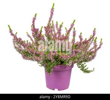 Plante isolée de bruyère à fleurs d'hiver en pot (erica carnea) Banque D'Images