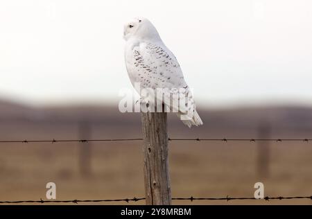 On Snowy Owl en hiver Canada Banque D'Images