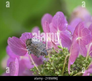 Macro d'un bug de quai sur une fleur d'hortensia ping Banque D'Images