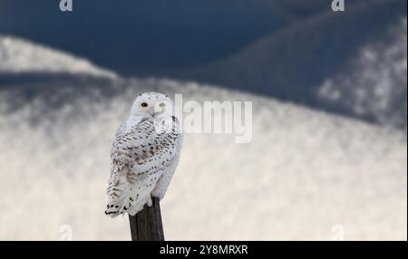 On Snowy Owl en hiver Canada Banque D'Images