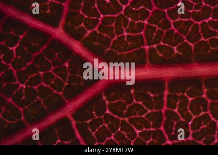 Les veines foliaires d'un smoketree de couleur rouge (Cotinus coggygria) feuille au microscope Banque D'Images