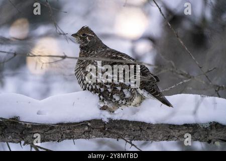 Tétras d'épinette dans un arbre Saskatchewan Canada hiver Banque D'Images