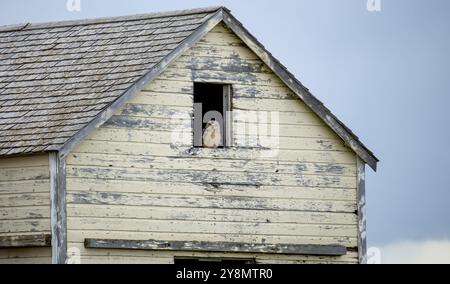 Grand hibou des cornes en Saskatchewan Canada Prairies Banque D'Images