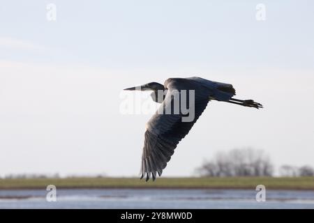 Héron des marais des prairies de la Saskatchewan, Canada en vol panoramique Banque D'Images