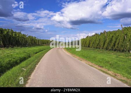 La culture du houblon dans un jardin de houblon en Bavière, dans une région appelée Hallertau, qui est célèbre pour la culture du houblon Banque D'Images