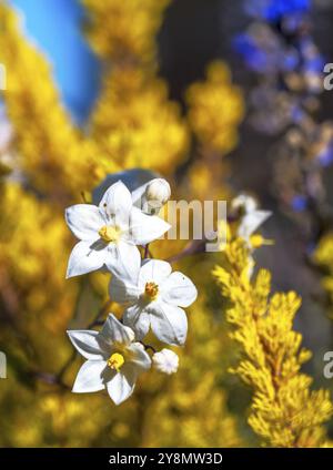 Macro d'une fleur de jasmin nightShade et d'un fond d'automne Banque D'Images