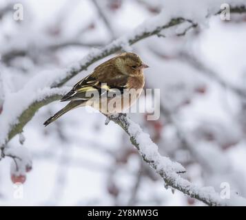 Gros plan d'un mouchoir mâle assis sur un arbre couvert de neige Banque D'Images