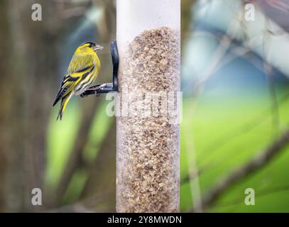 Gros plan d'un oiseau de siskin mâle assis sur un oiseau chargeur Banque D'Images