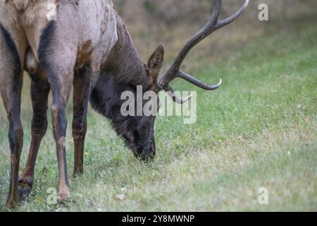 Wapiti sauvage gros plan taureau du nord de la Saskatchewan Banque D'Images