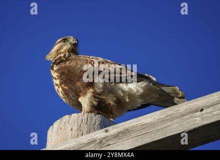 Rough legged Hawk en hiver Saskatchewan Canada Banque D'Images