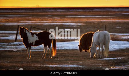 Chevaux Llama au coucher du soleil dans les pâturages en Saskatchewan Canada Banque D'Images