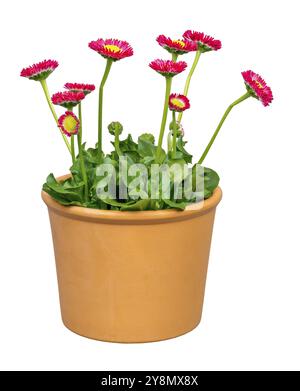 Gros plan de fleurs isolées de bellis en fleurs dans un pot de fleurs Banque D'Images