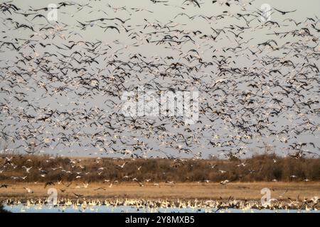 Beaucoup d'Oies des neiges en vol dans les milliers Banque D'Images