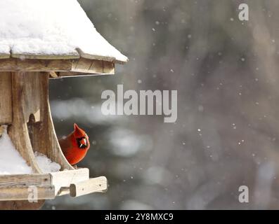 Cardinal à Mangeoire Tempête de neige au Canada Hommes Red Banque D'Images