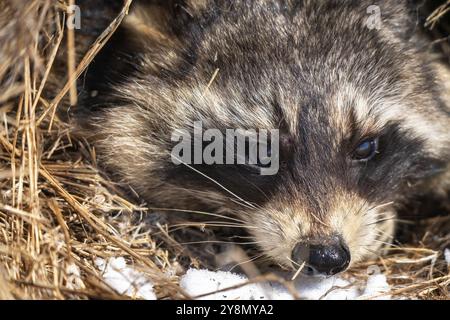 Gros plan Racoon dans le climat froid de neige d'hiver Banque D'Images