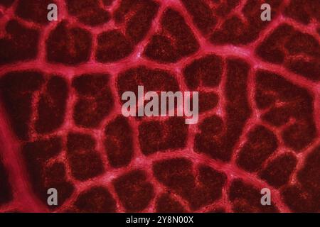Les veines foliaires d'un smoketree de couleur rouge (Cotinus coggygria) feuille au microscope Banque D'Images