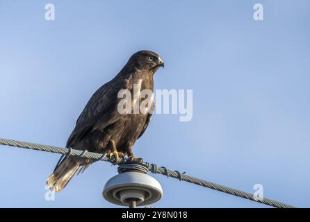 Rough legged Hawk en hiver Saskatchewan Canada Banque D'Images