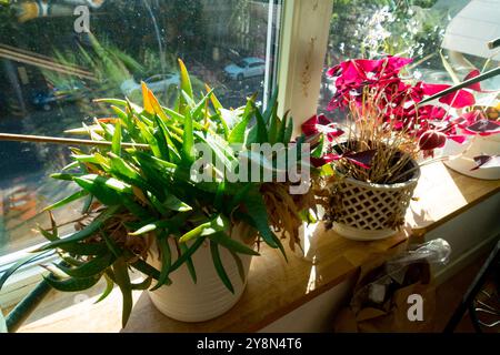 Les plantes d'intérieur poussent dans des pots sur le rebord de la fenêtre, endroit ensoleillé dans la chambre Banque D'Images