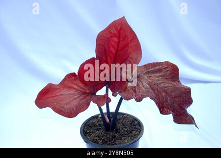 Caladium bicolore fleur dans le pot, appelé coeur de Jésus isolé sur fond blanc Banque D'Images